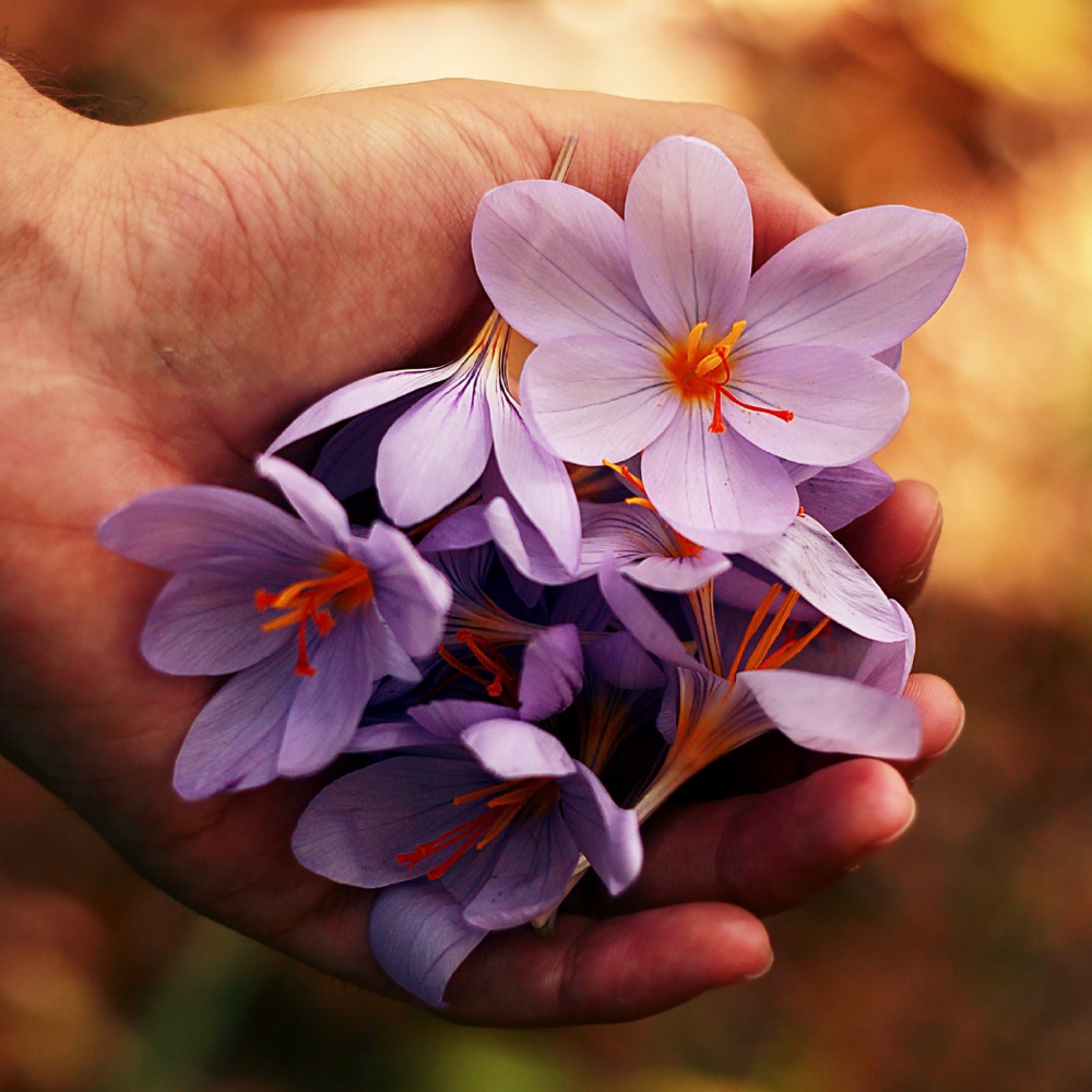 A hand holding fresh purple flowers