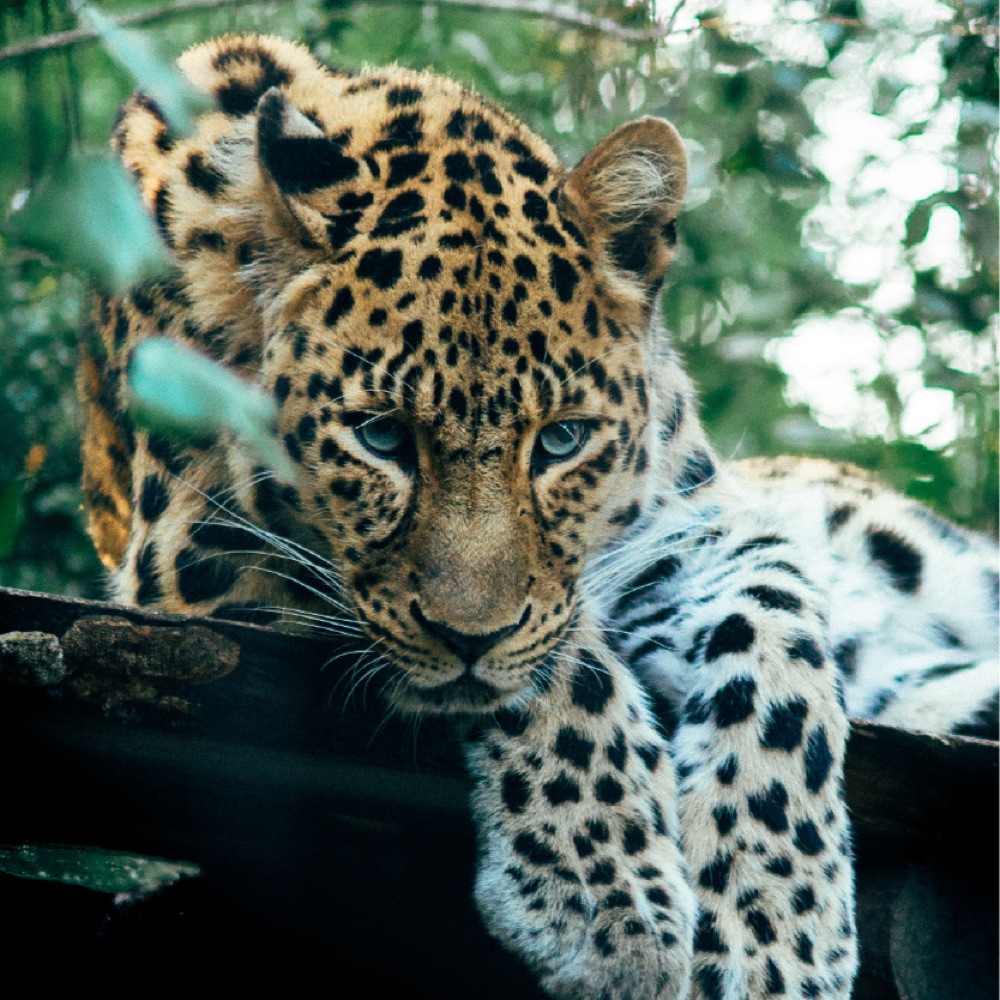 A leopard resting on a branch, looking straight at the camera